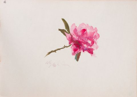 Drawing of a Rose 1