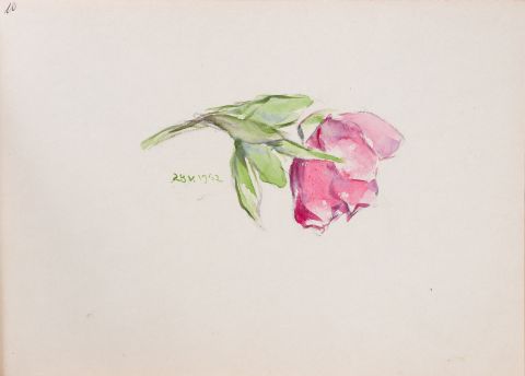 Drawing of a Rose 1