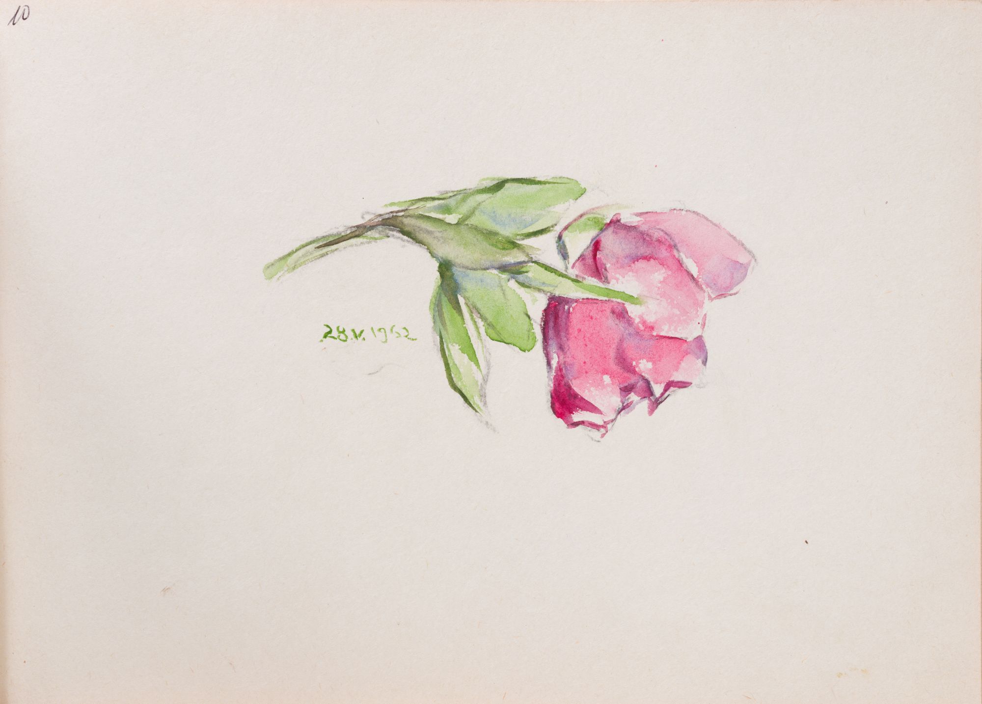 Drawing of a Rose 1