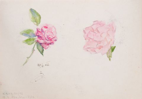 Drawing of a Rose 2