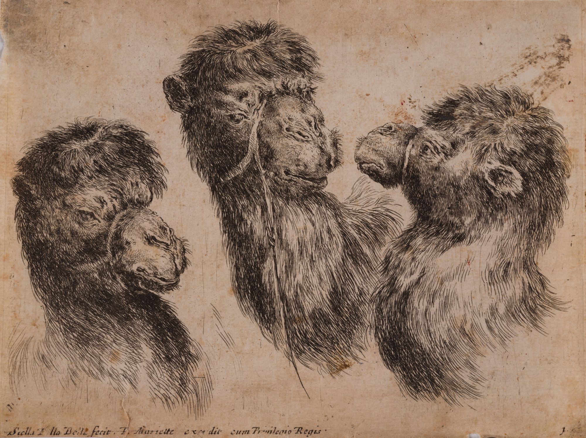 Three Heads of Camels. From the "Heads of Various Animals" Series