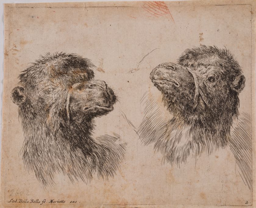 Two Heads of Camels. From the "Heads of Various Animals" Series — Stefano della Bella