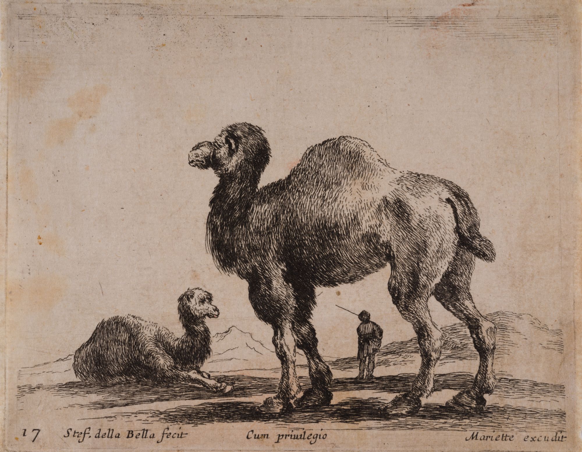 Camels. From the "Various Animals" Series, Plate 17
