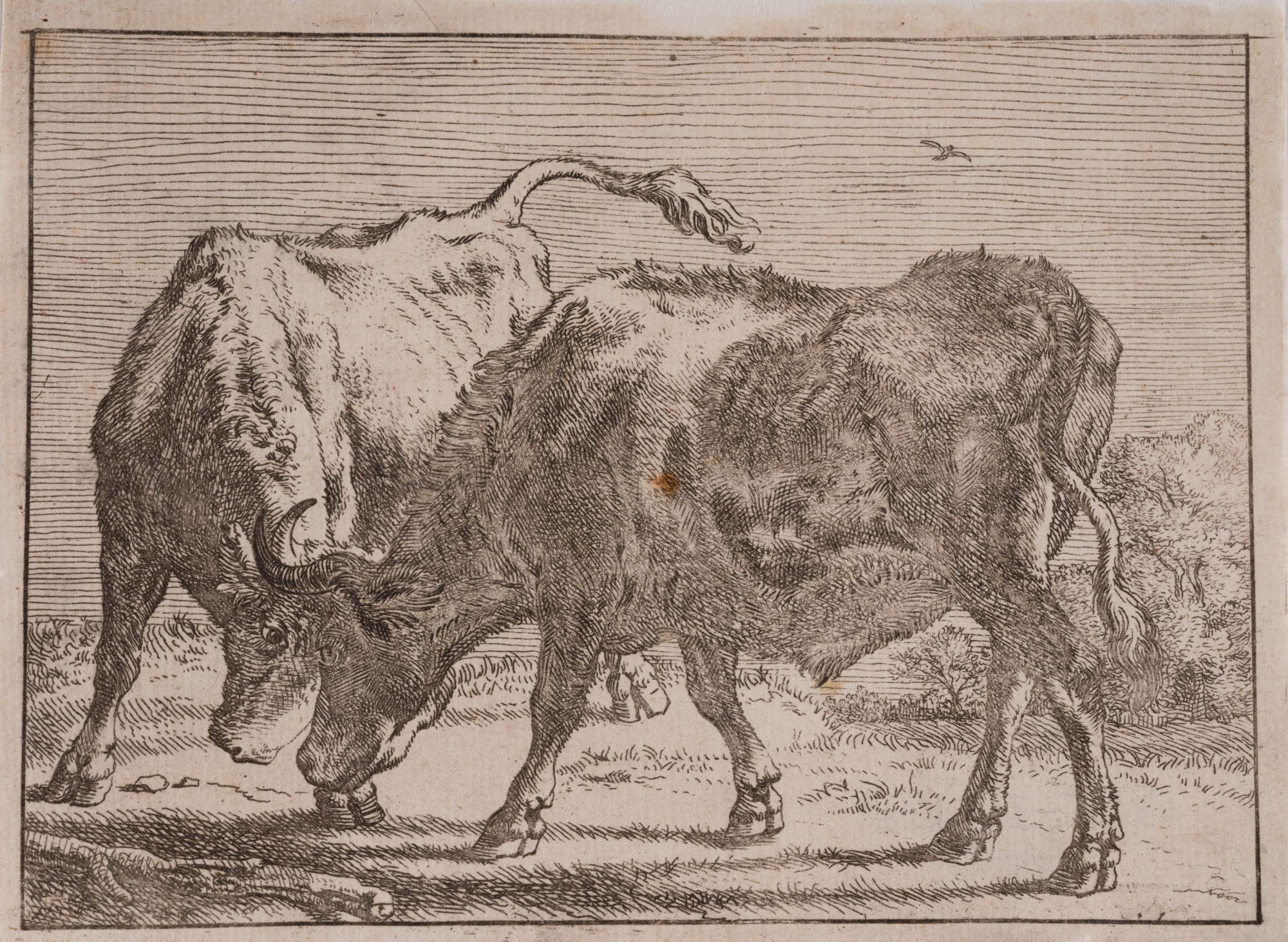 Bulls