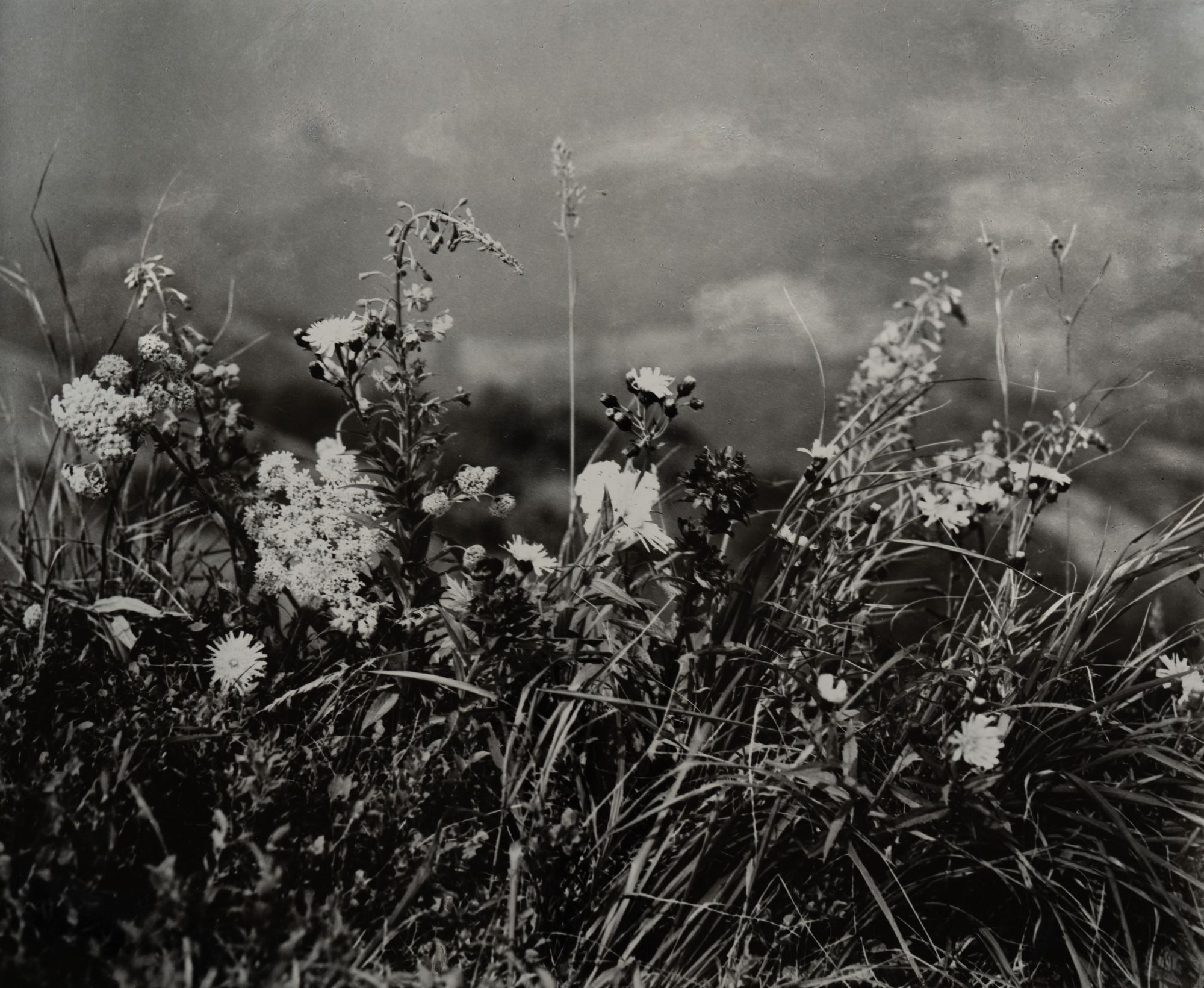 Flowers of the Carpathians