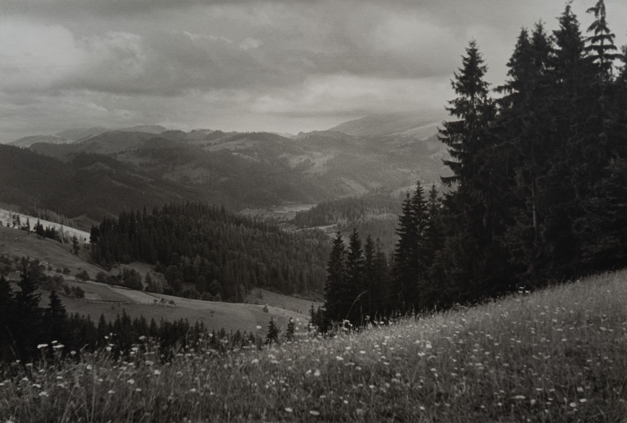 Blooming Carpathians