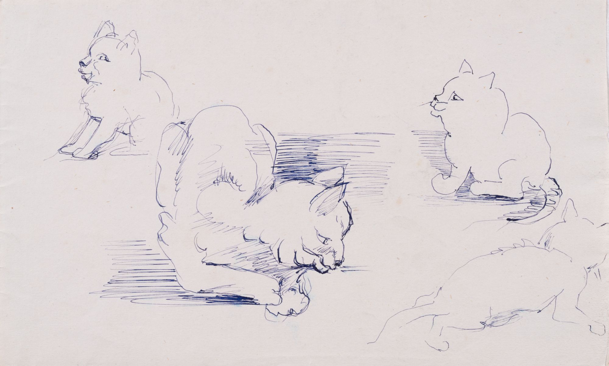 Cats. Sketches 1