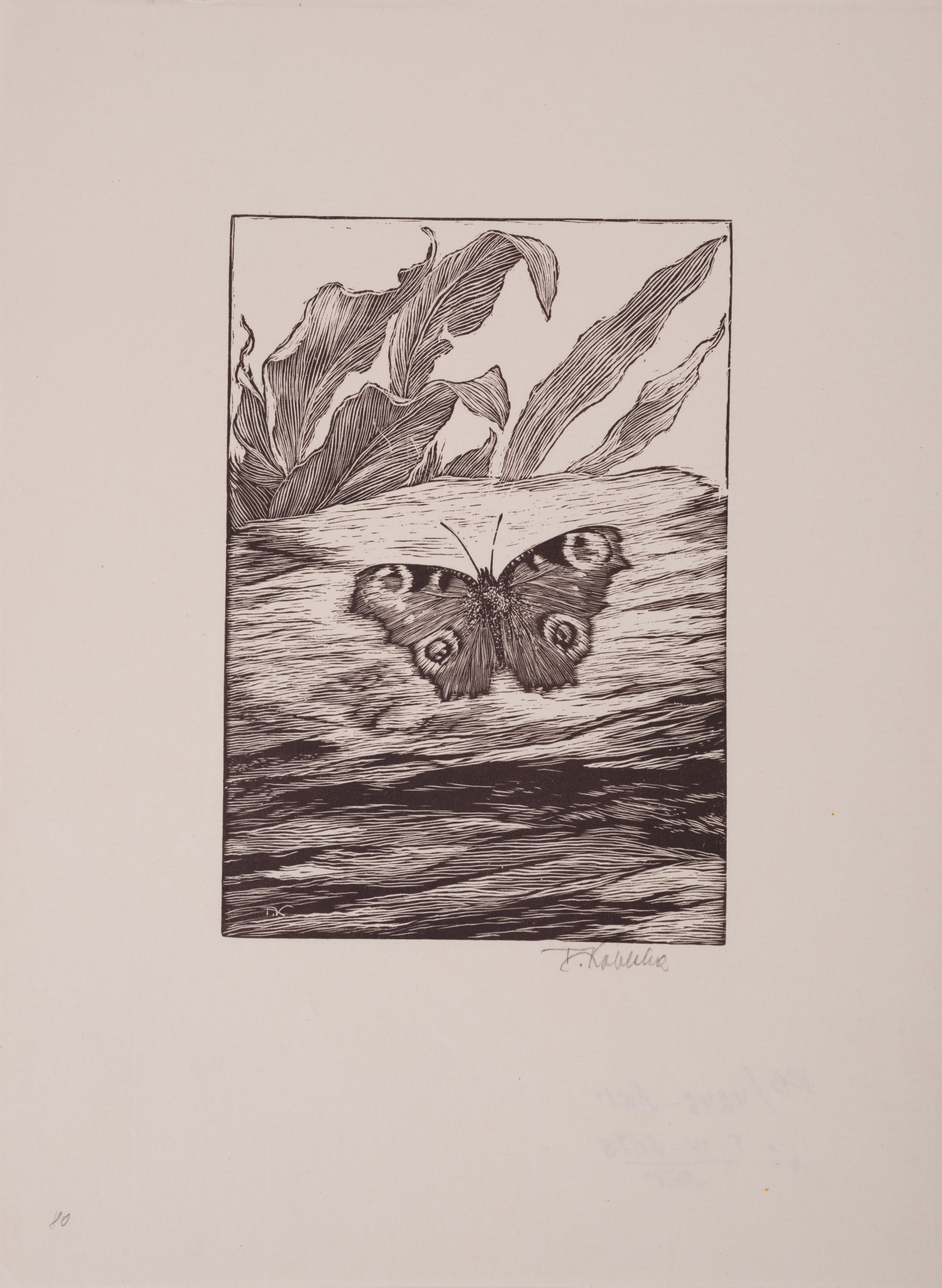 Butterfly 1