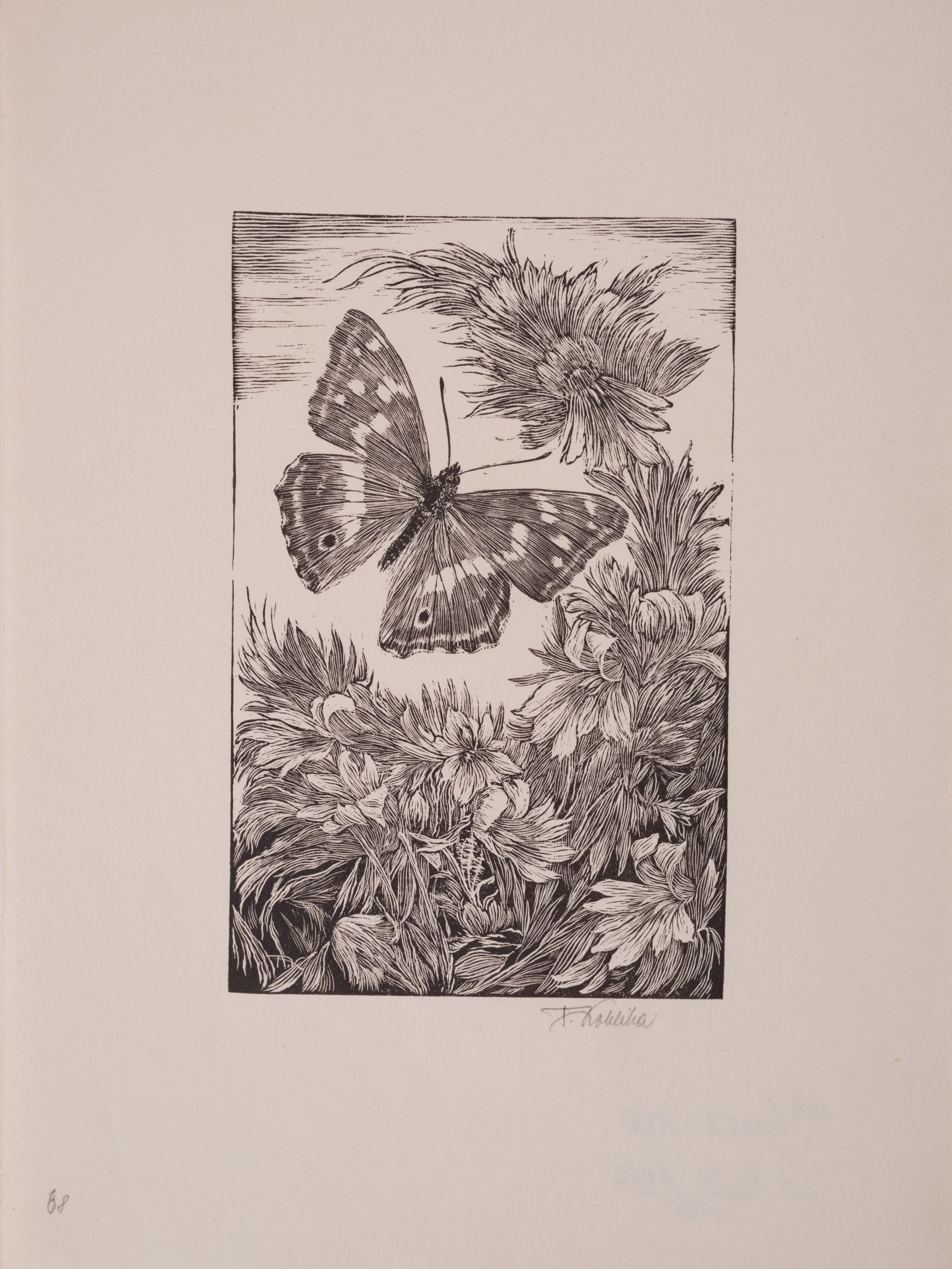 Butterfly
