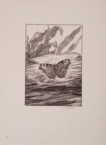 Butterfly 1