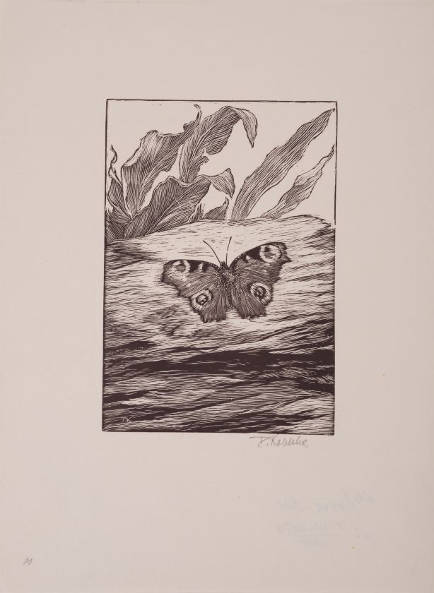 Butterfly — Frantisek Kobliha