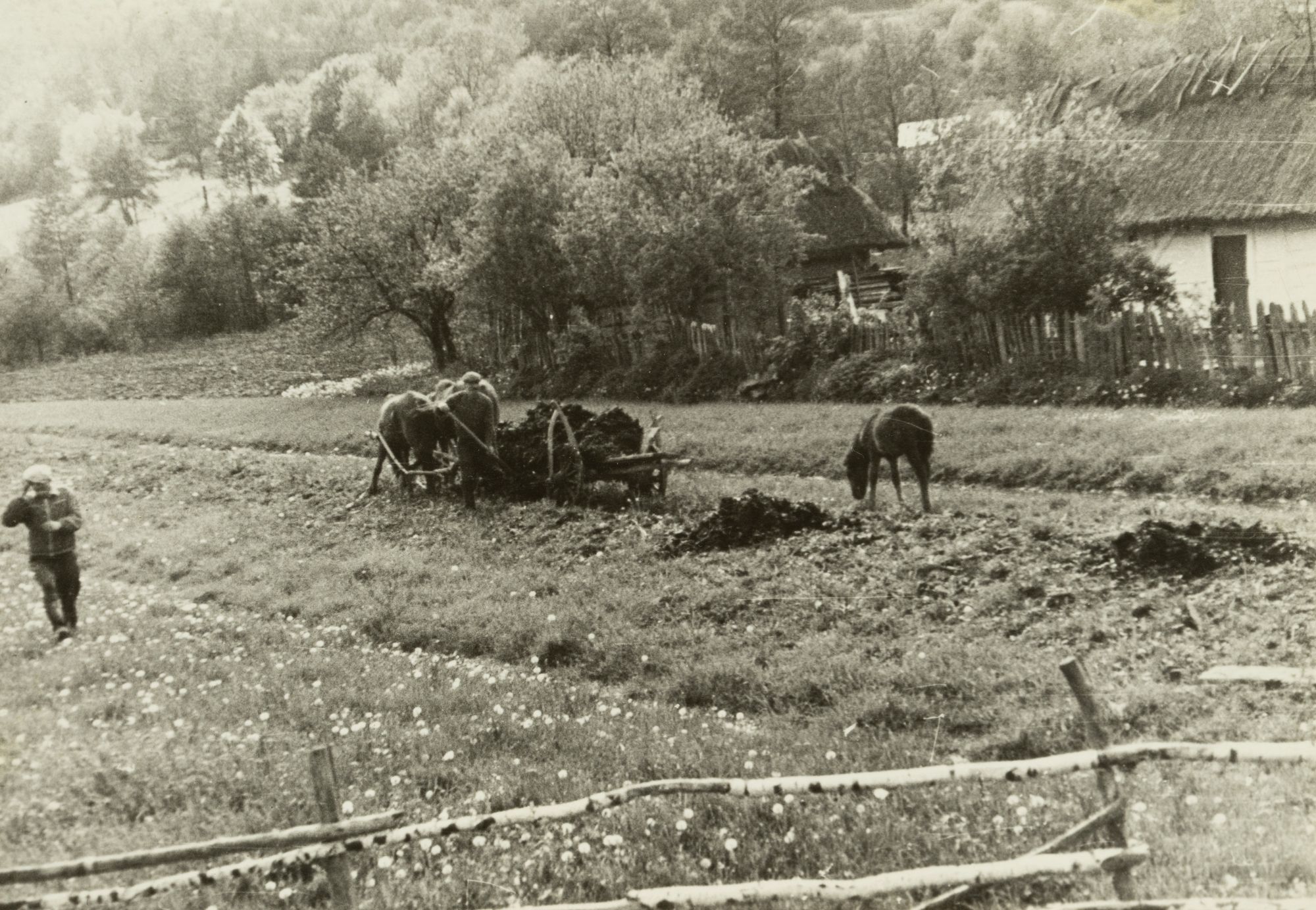 Agricultural Work in the Field